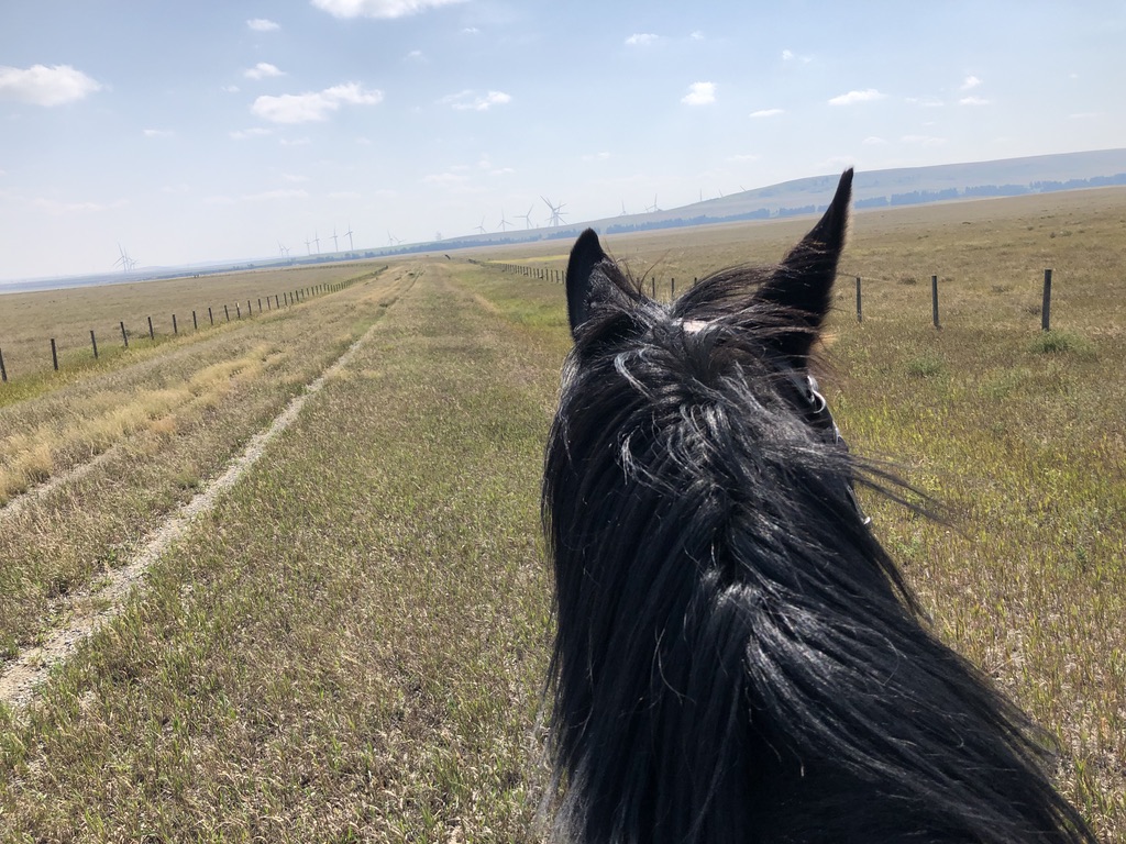 Thoughts from a horse